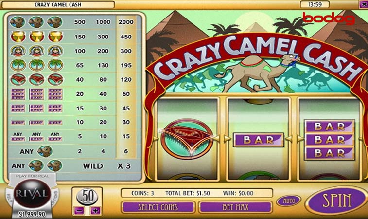 crazy camel cash tabla de pagos